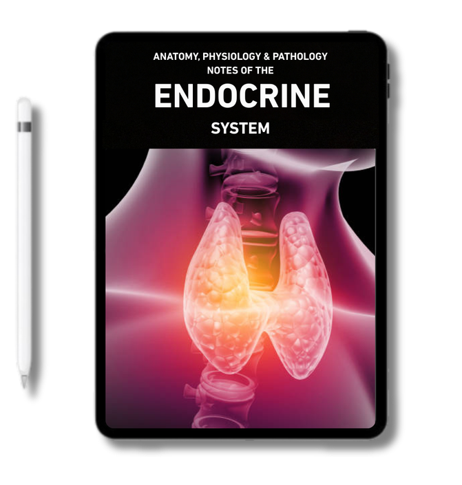 The Endocrine System