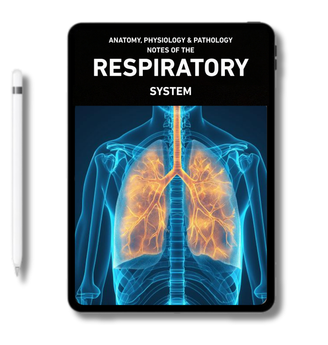 The Respiratory System