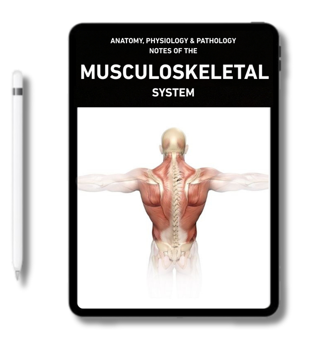 Musculoskeletal System – MedSchoolNote