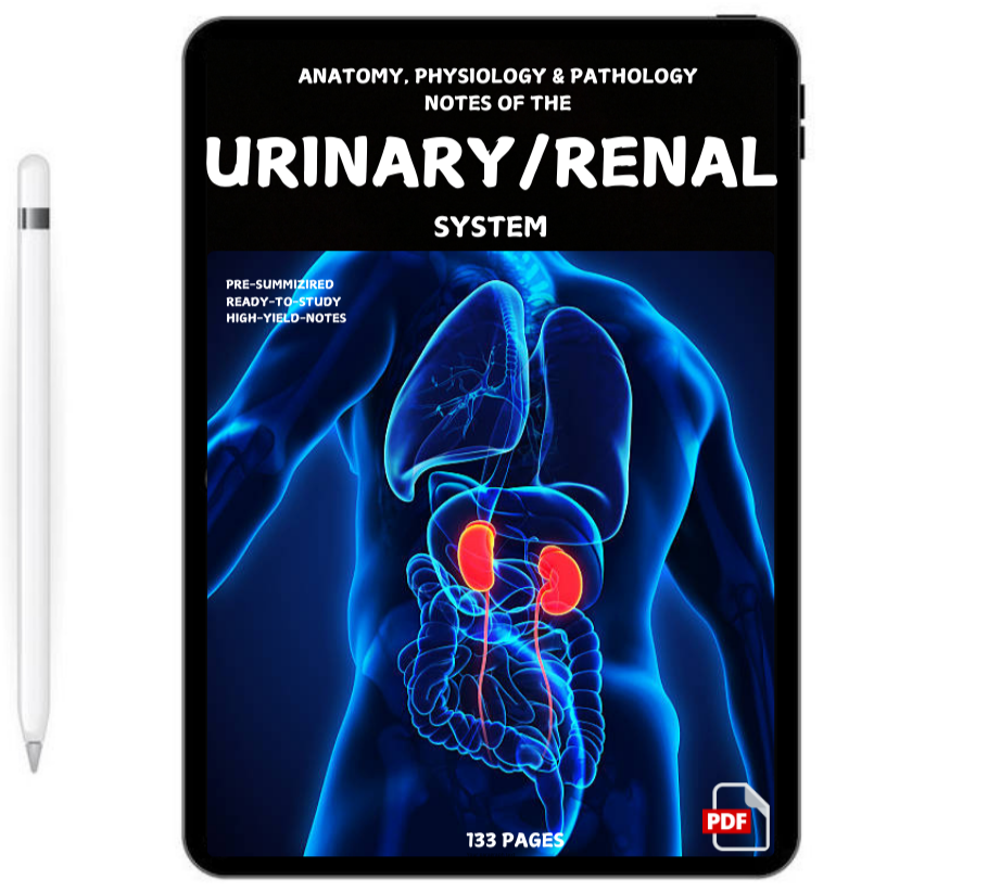 Urinary / Renal System