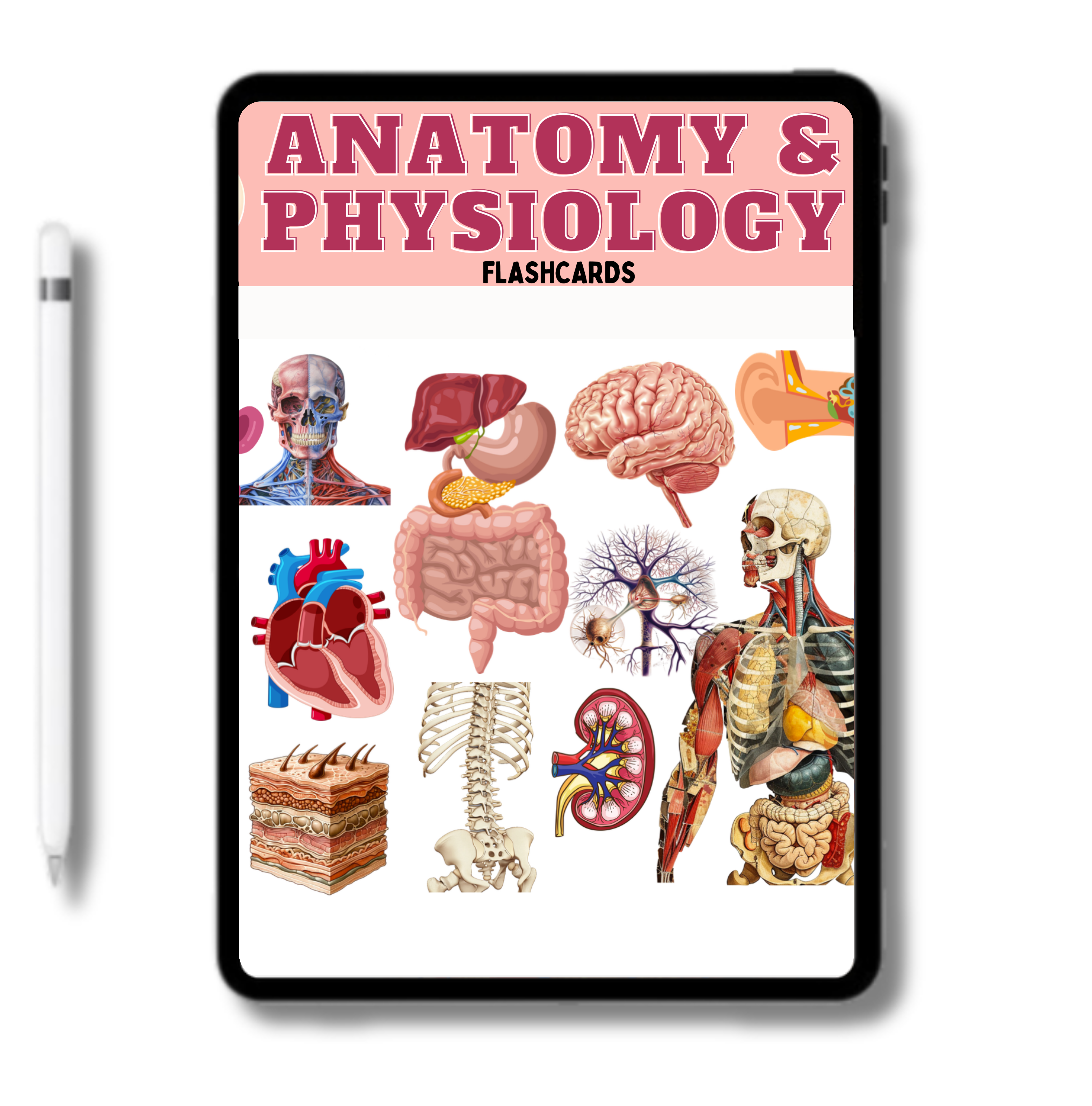 Flashcards A&P