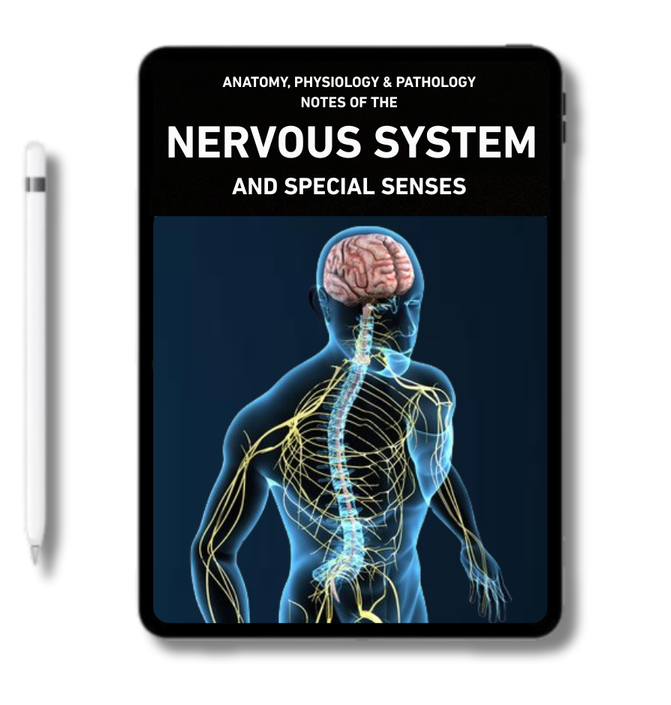 The Nervous System